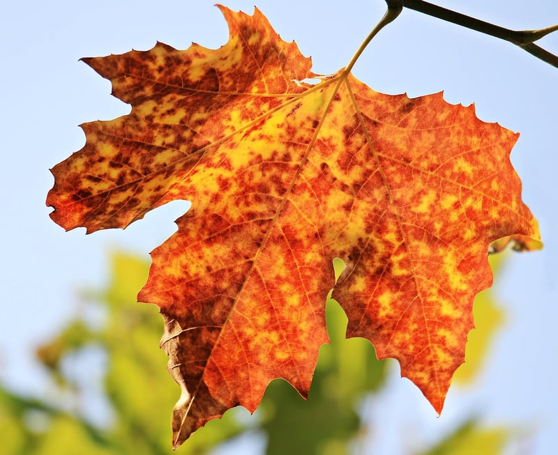 Fall Foliage