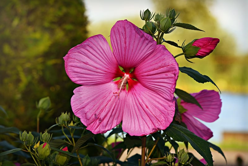 Summer Garden