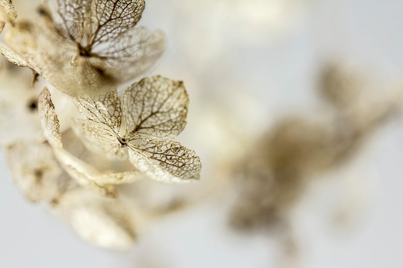 Hydrangea Flower
