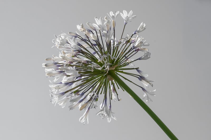 Lily Flower