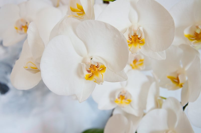 Orchid Flower