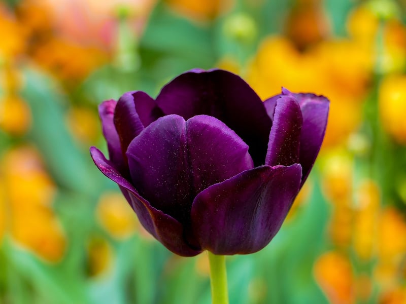 Tulip Flower