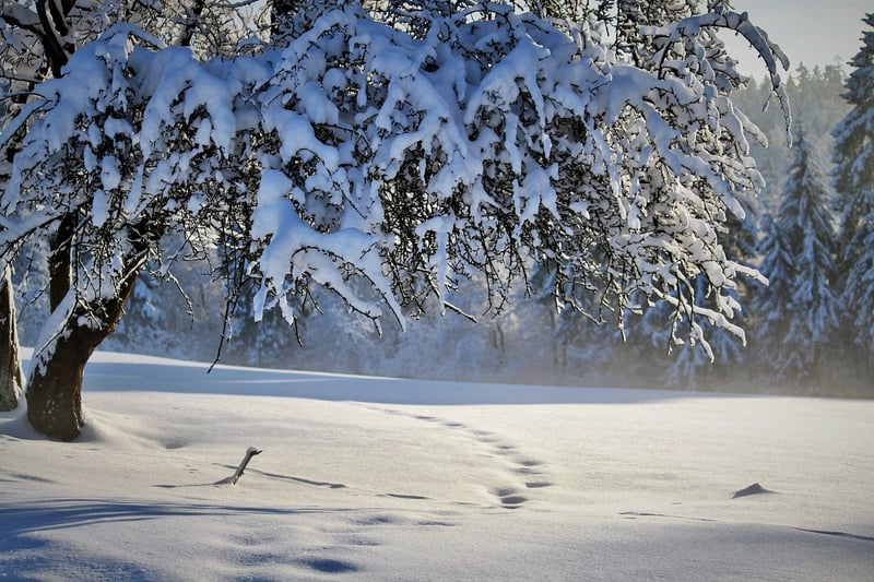 Winter Wonderland